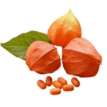 Estratto di frutti di ribes nero